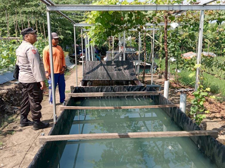 Bhabinkamtibmas Desa Lajuk Apresiasi Keberhasilan Warga dalam Budidaya Timun Mas dan Anggur